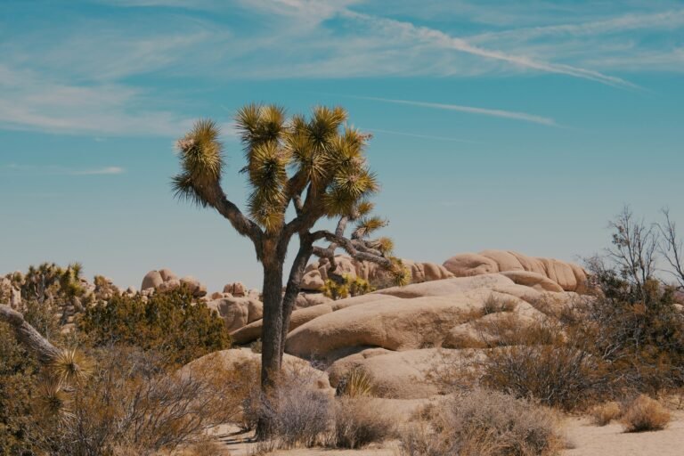 Californias Wilderness Awaits: Unveiling the National Parks In California