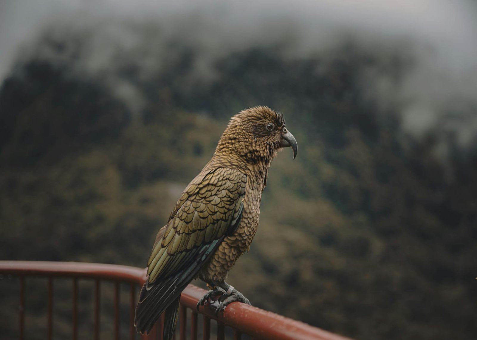 great smoky mountains wildlife