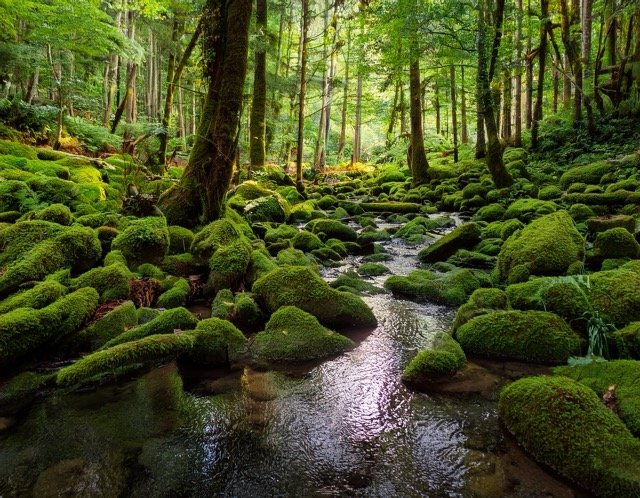 Guide to the Great Smoky Mountains National Park Visitor Center