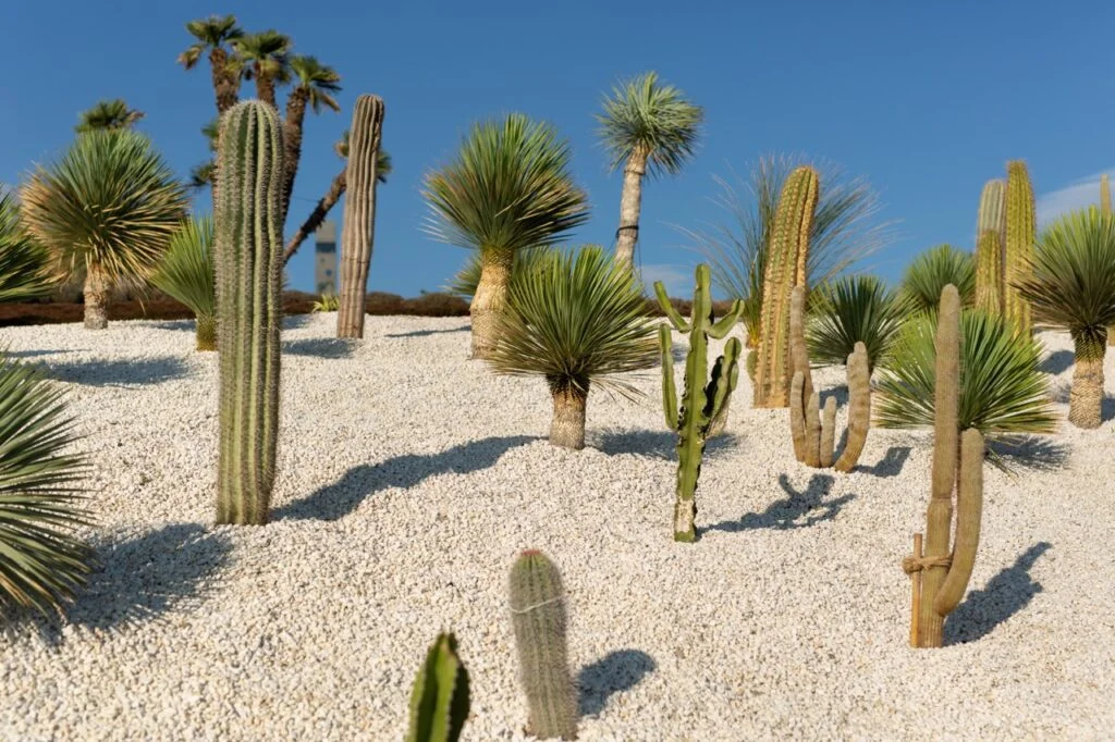 white sands national park plants