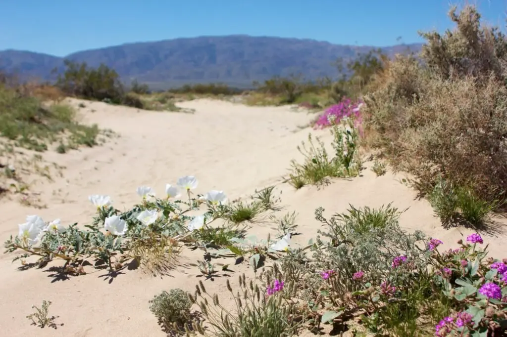 White Sands National Park Plants