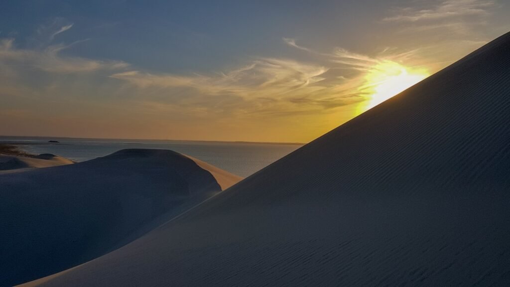 White Sands National Park Plants