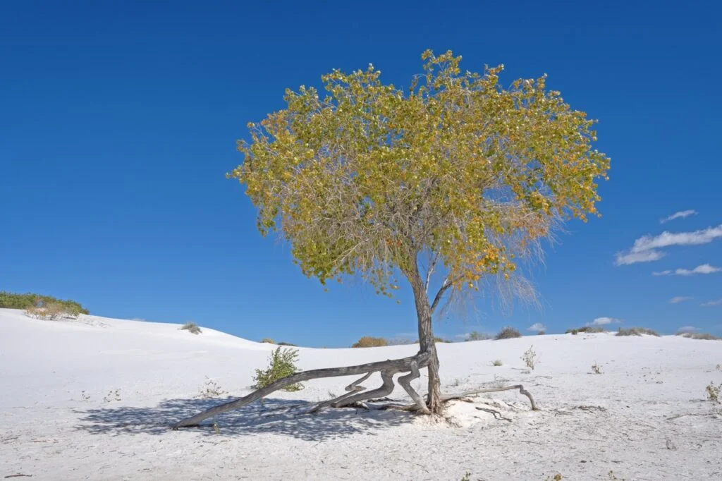 White Sands National Park Plants