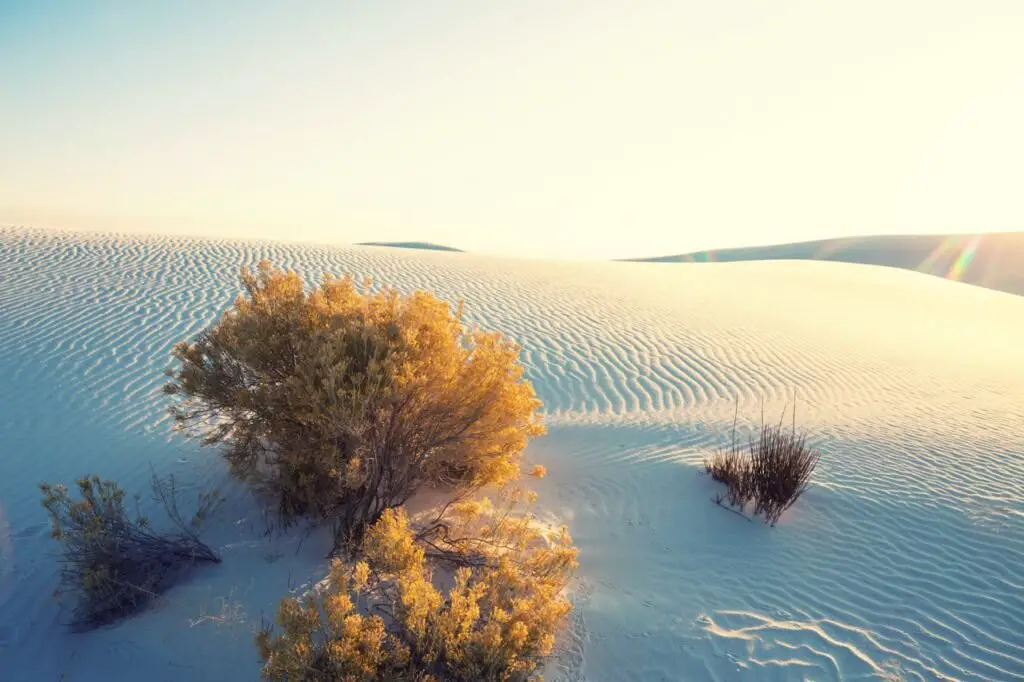 White Sands National Park Plants