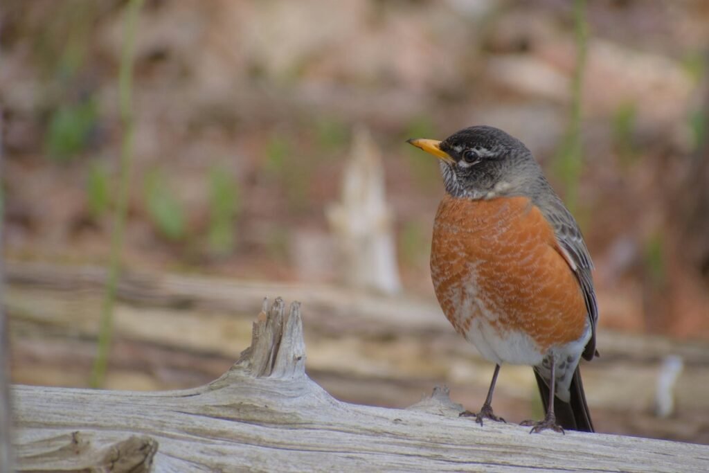 American Robin