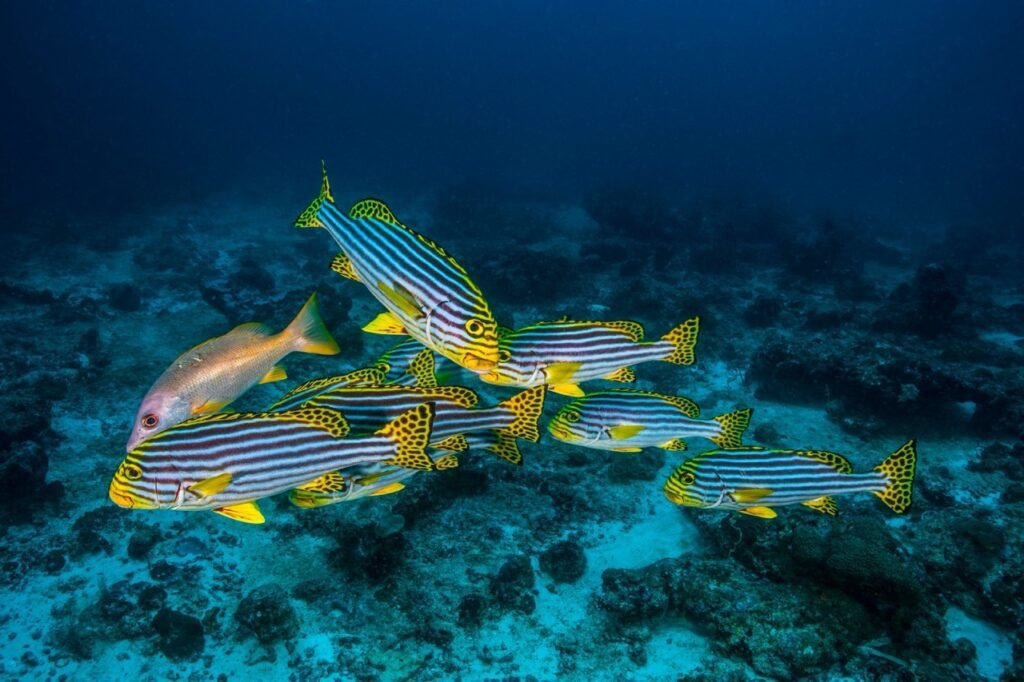 dry tortugas national park history
