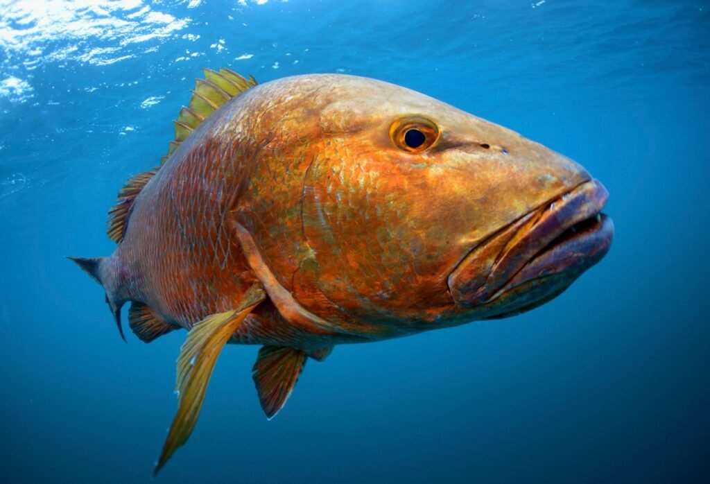 dry tortugas visitor center