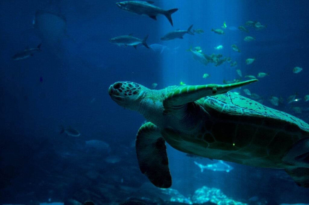 dry tortugas national park history
