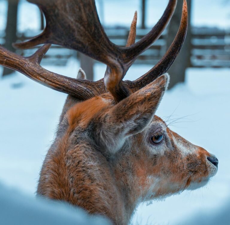 things to do in gates of the arctic national park