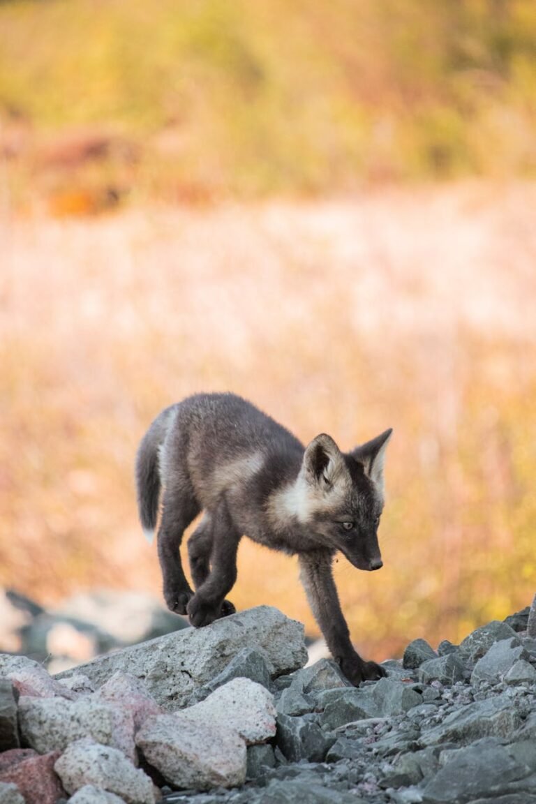 arctic national park accommodations