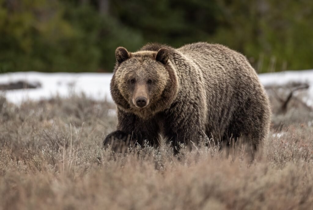 Visiting Gates of the Arctic National Park