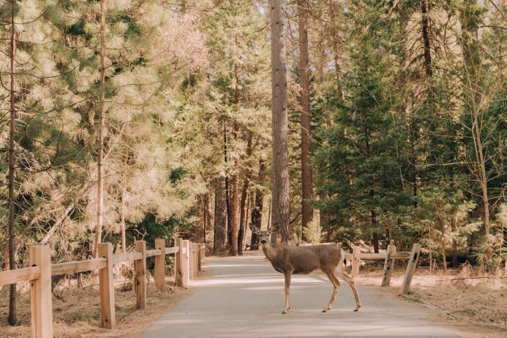 Yosemite National Park Weather Forecast